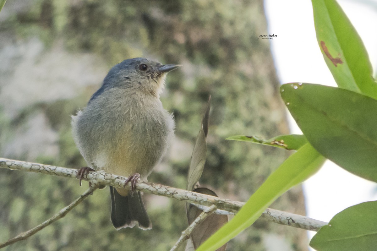 Bicolored Conebill - Jerome Foster