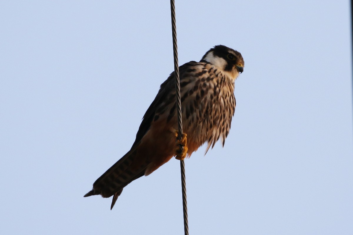 Eurasian Hobby - ML347820261