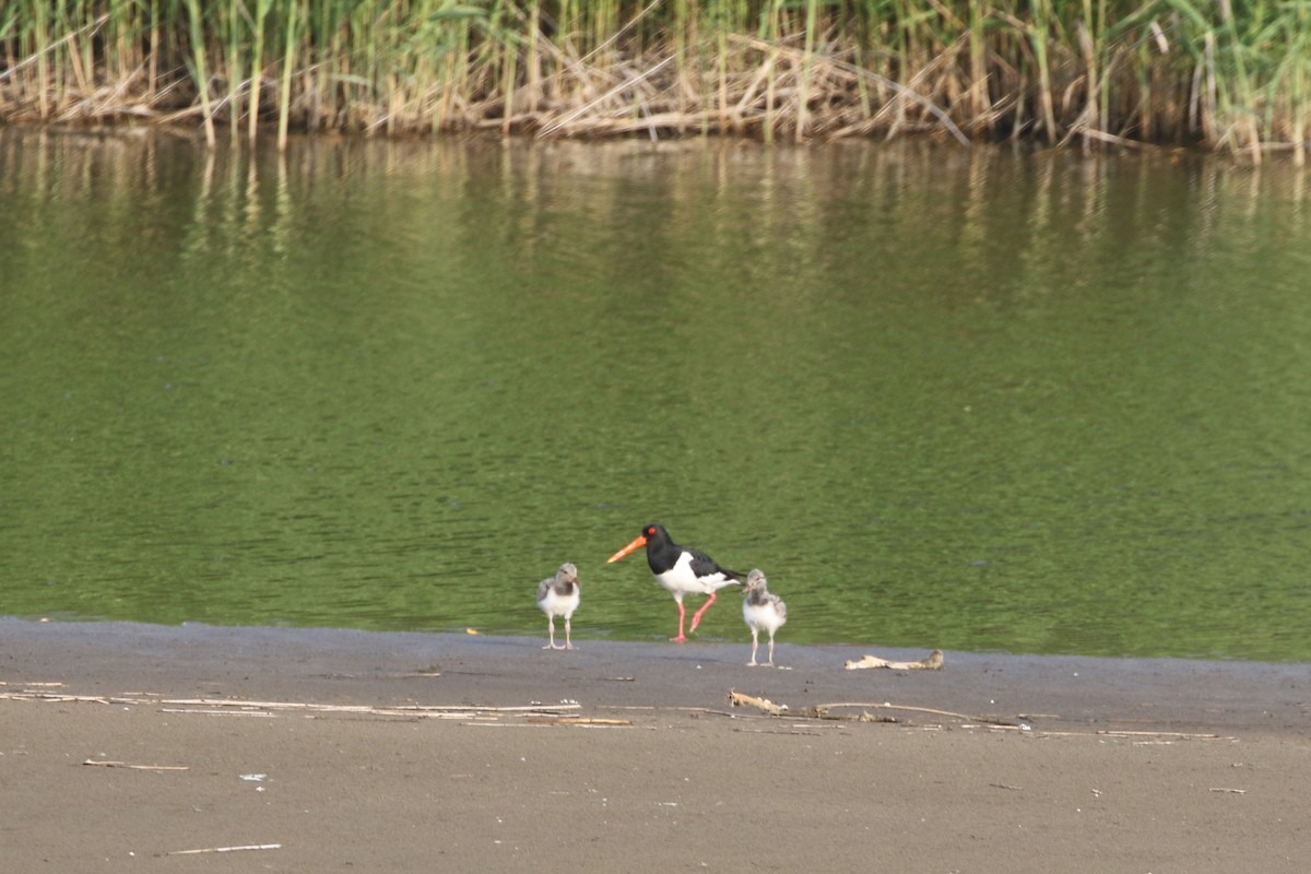 Eurasian Oystercatcher - ML347820981