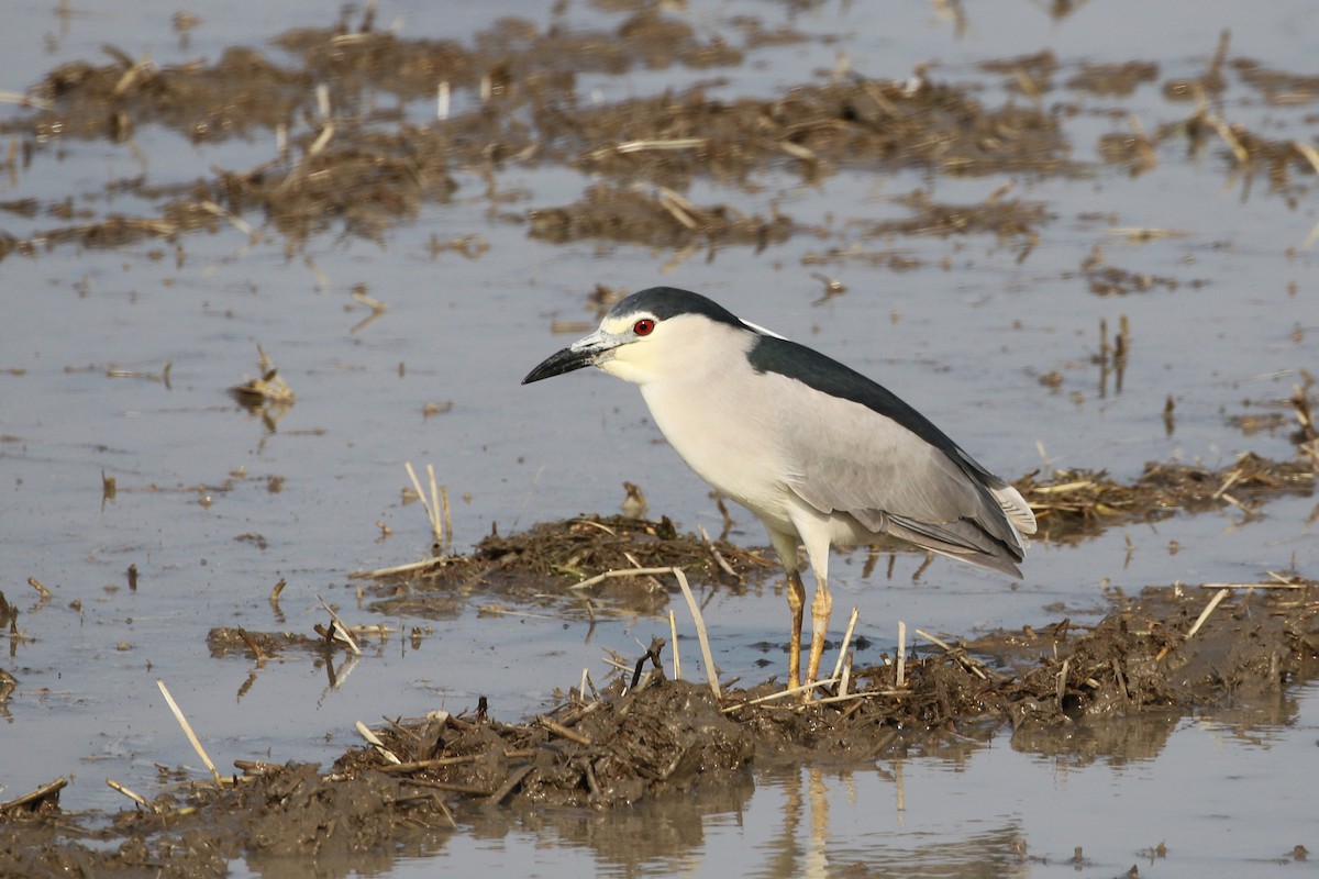 Black-crowned Night Heron - ML347821021