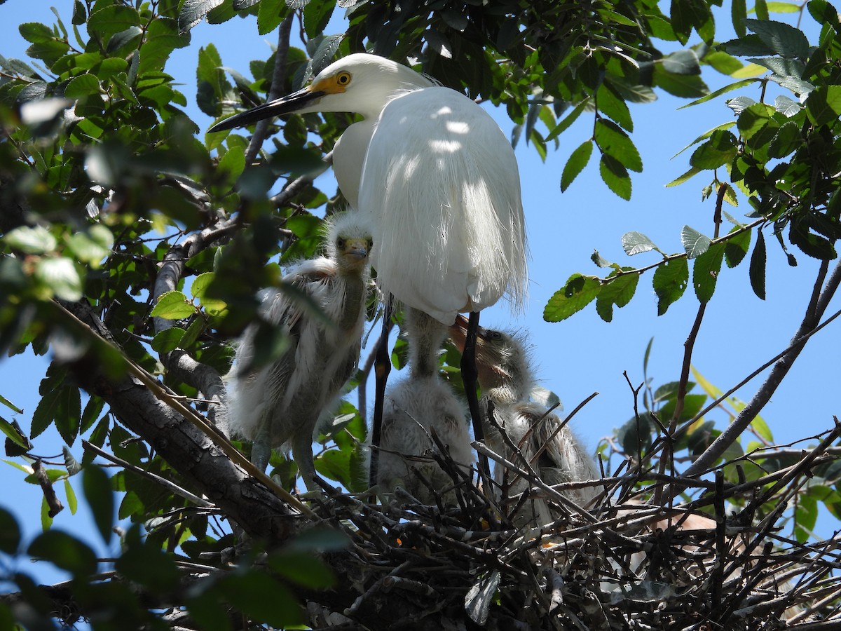 Snowy Egret - ML347821391