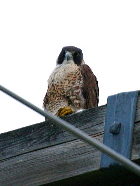 Peregrine Falcon - ML34782171