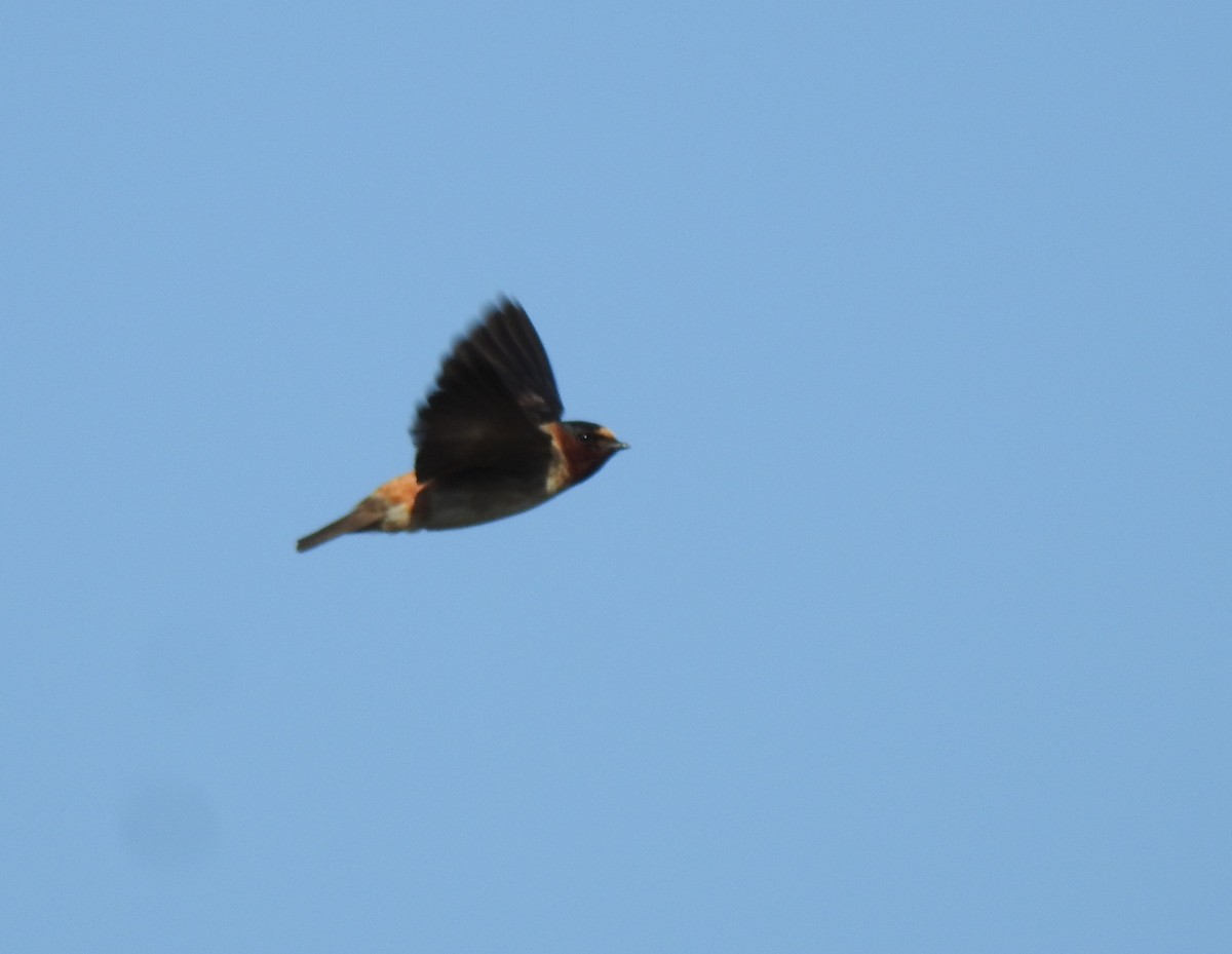 Cliff Swallow - ML347822441