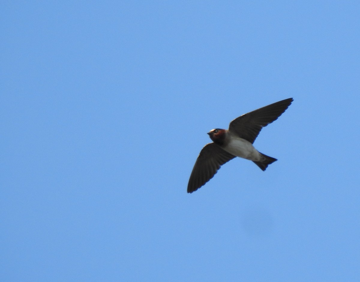 Cliff Swallow - Daniel Lane