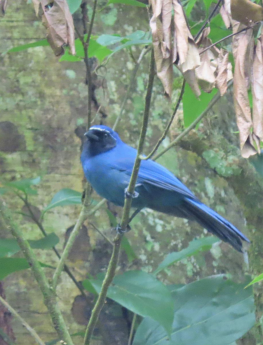 Black-throated Jay - ML347823271