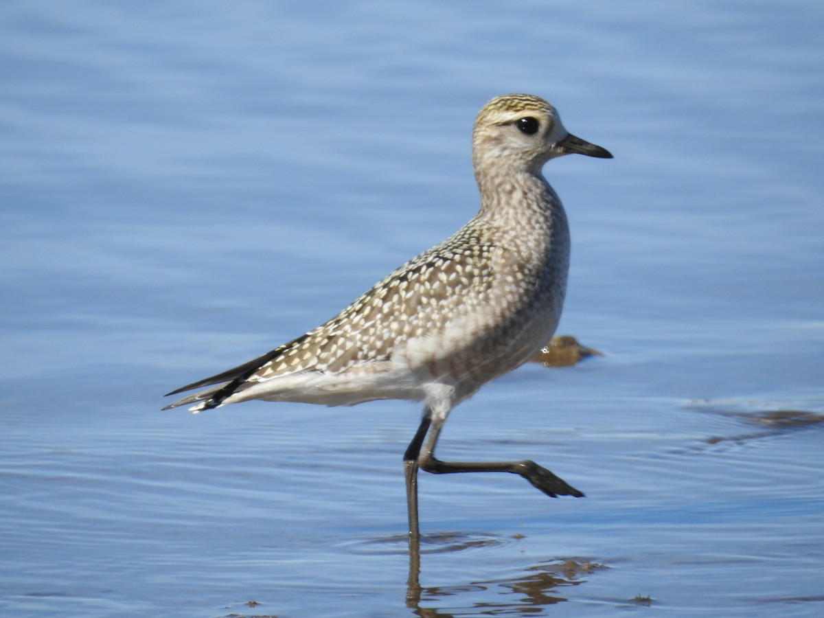 American Golden-Plover - John Hanna