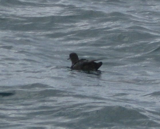 Sooty Shearwater - ML34782401