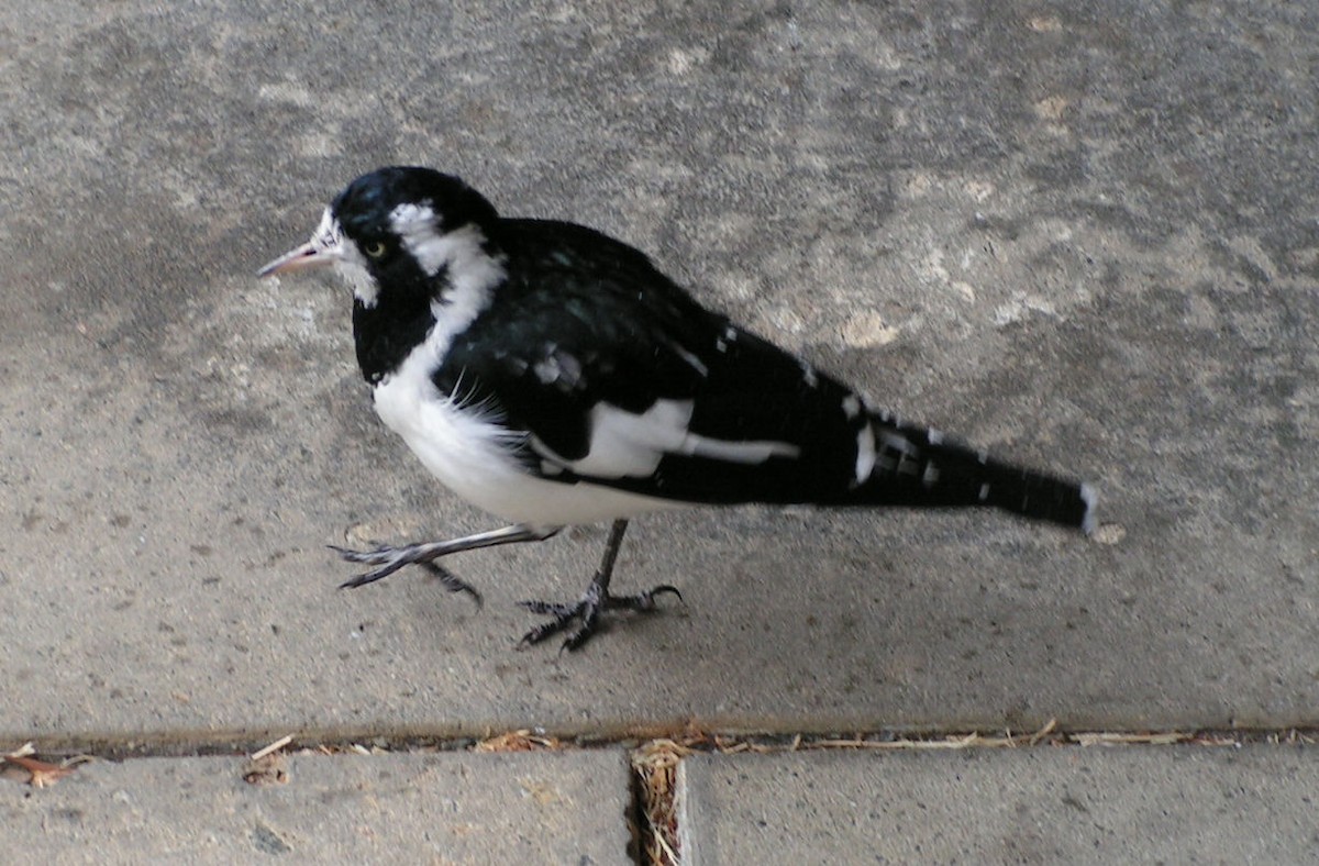 Magpie-lark - ML347824361