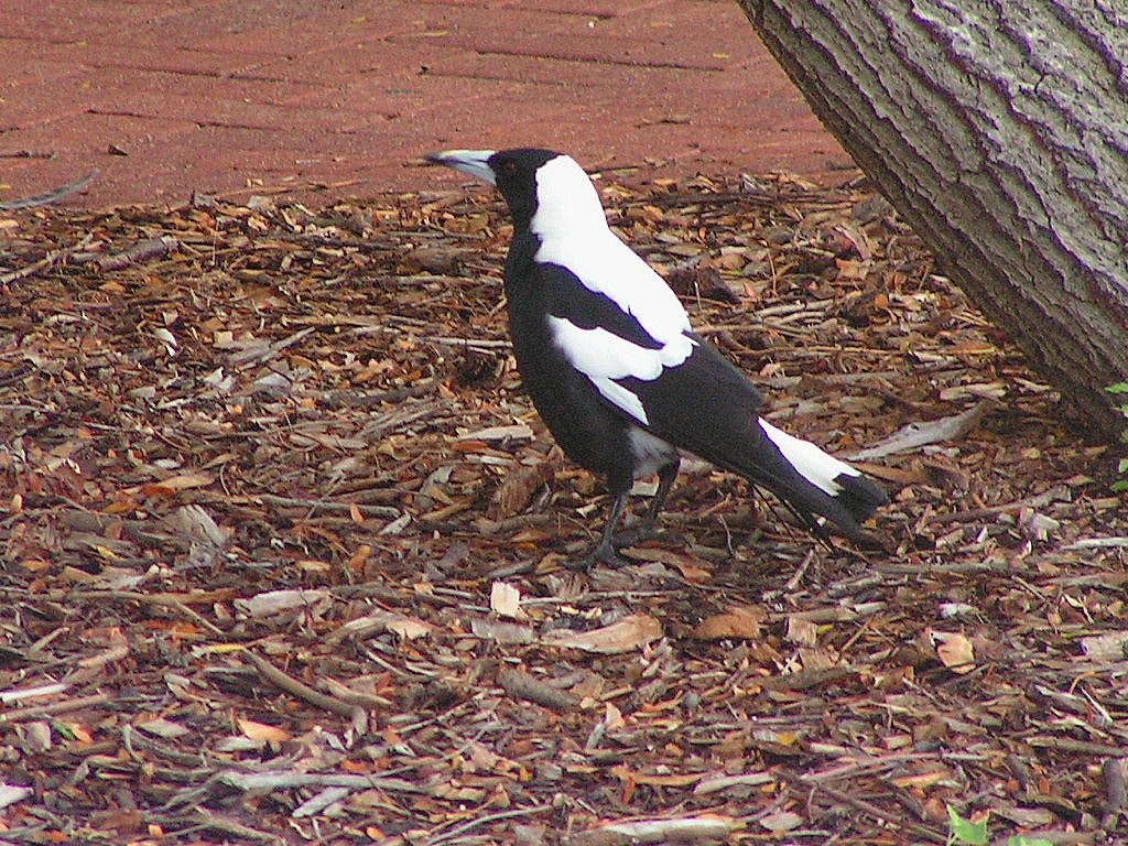 Australian Magpie (Western) - ML347824571