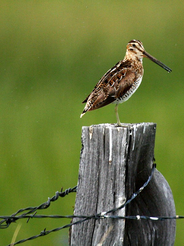 Wilson's Snipe - Greg Gillson