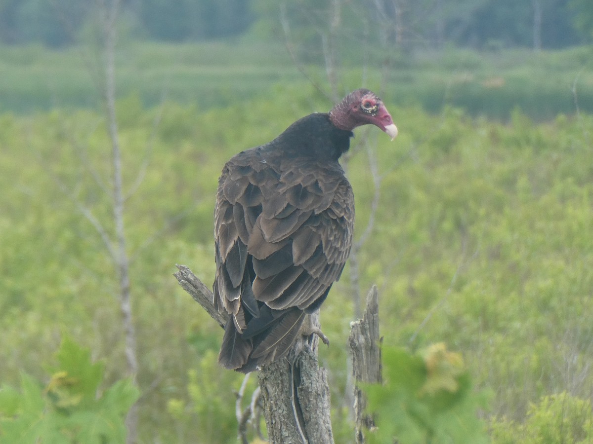 Turkey Vulture - ML347827241