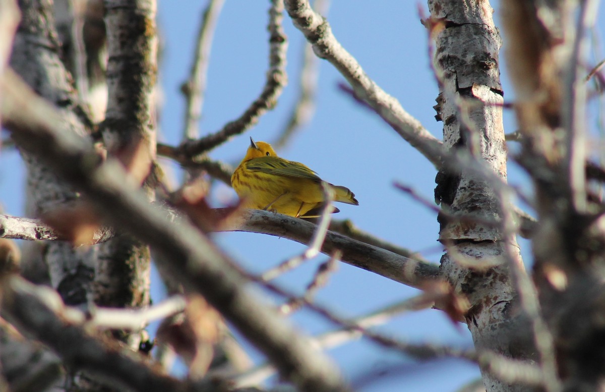 Yellow Warbler - R Painter