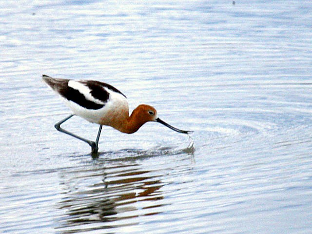 Avocette d'Amérique - ML34782751