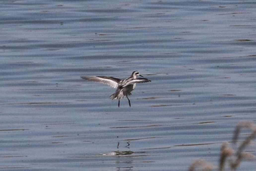 Red-necked Phalarope - ML34782791