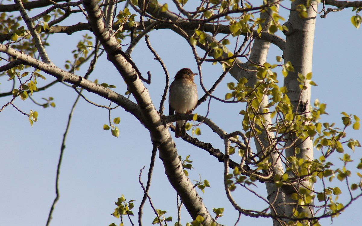 Western Wood-Pewee - R Painter