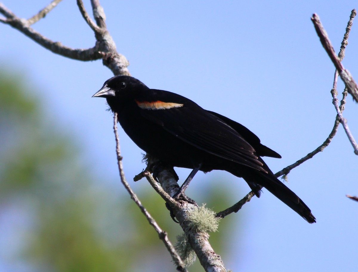 Red-winged Blackbird - ML347828211