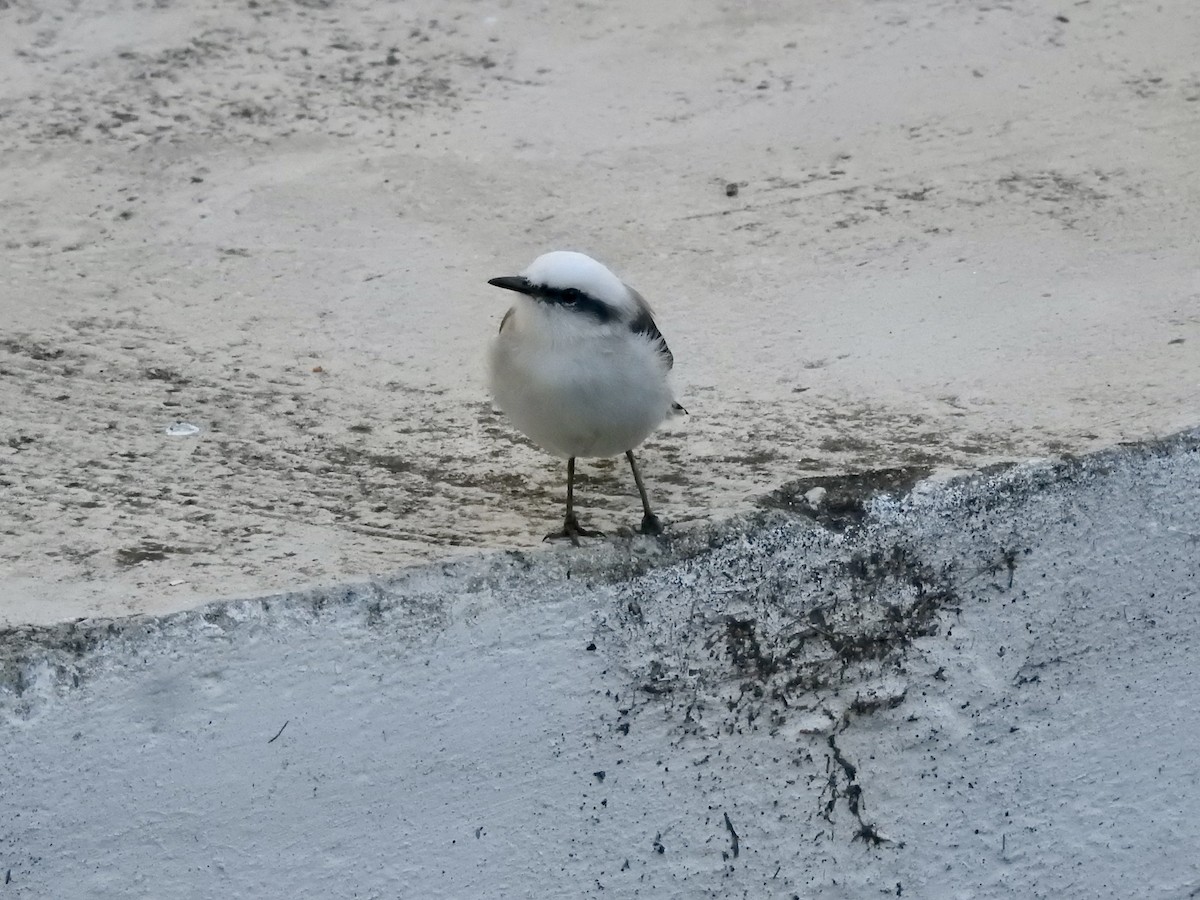 Masked Water-Tyrant - ML347828291