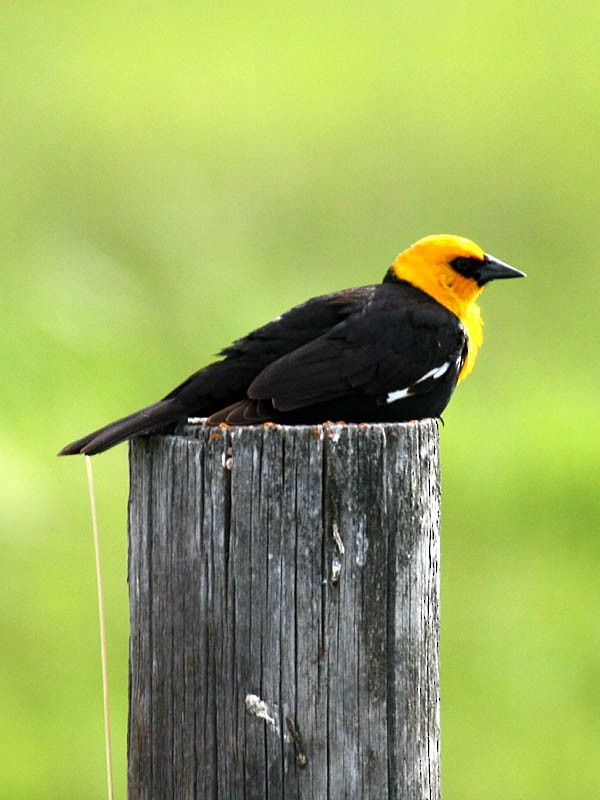 Yellow-headed Blackbird - Greg Gillson