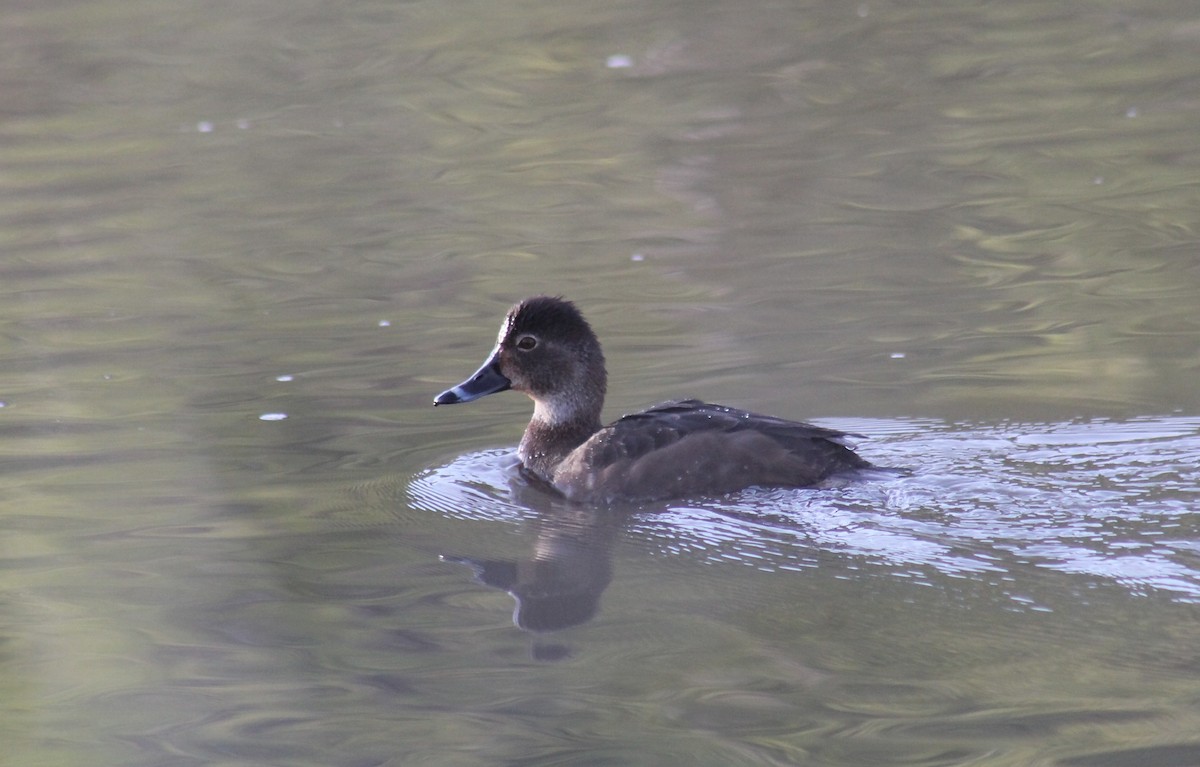 Ring-necked Duck - R Painter