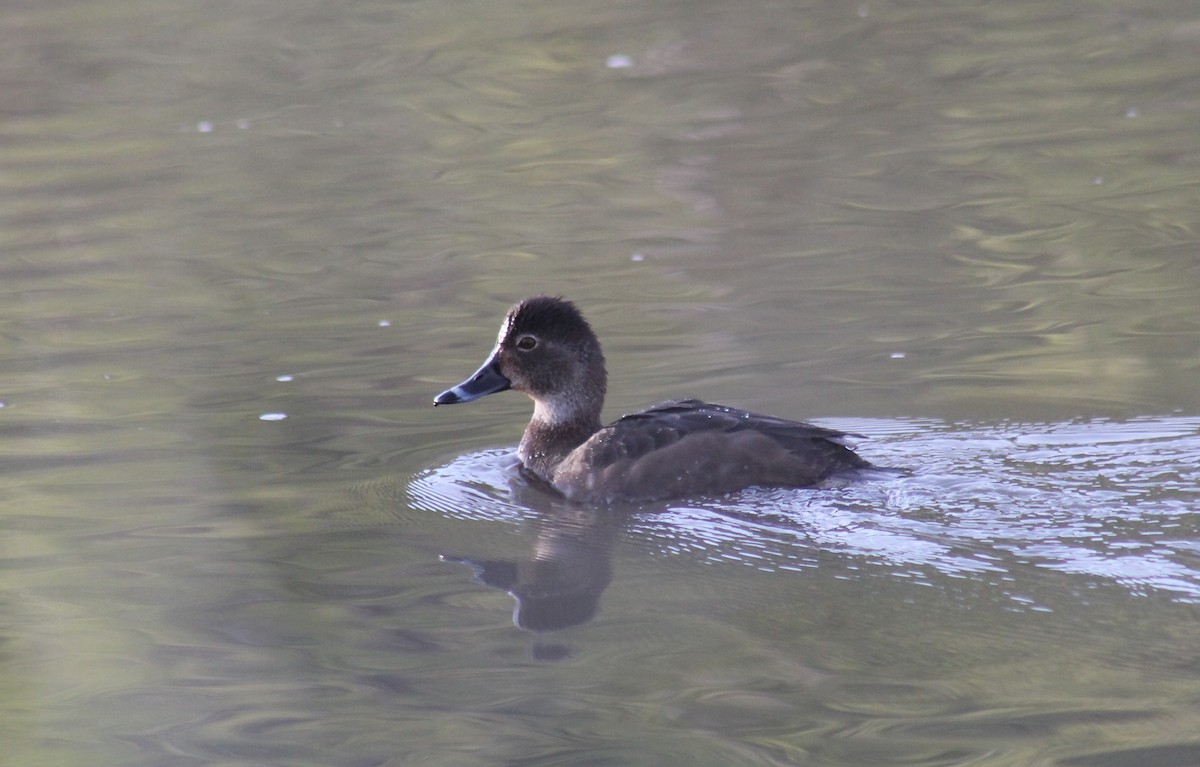 Ring-necked Duck - ML347828871