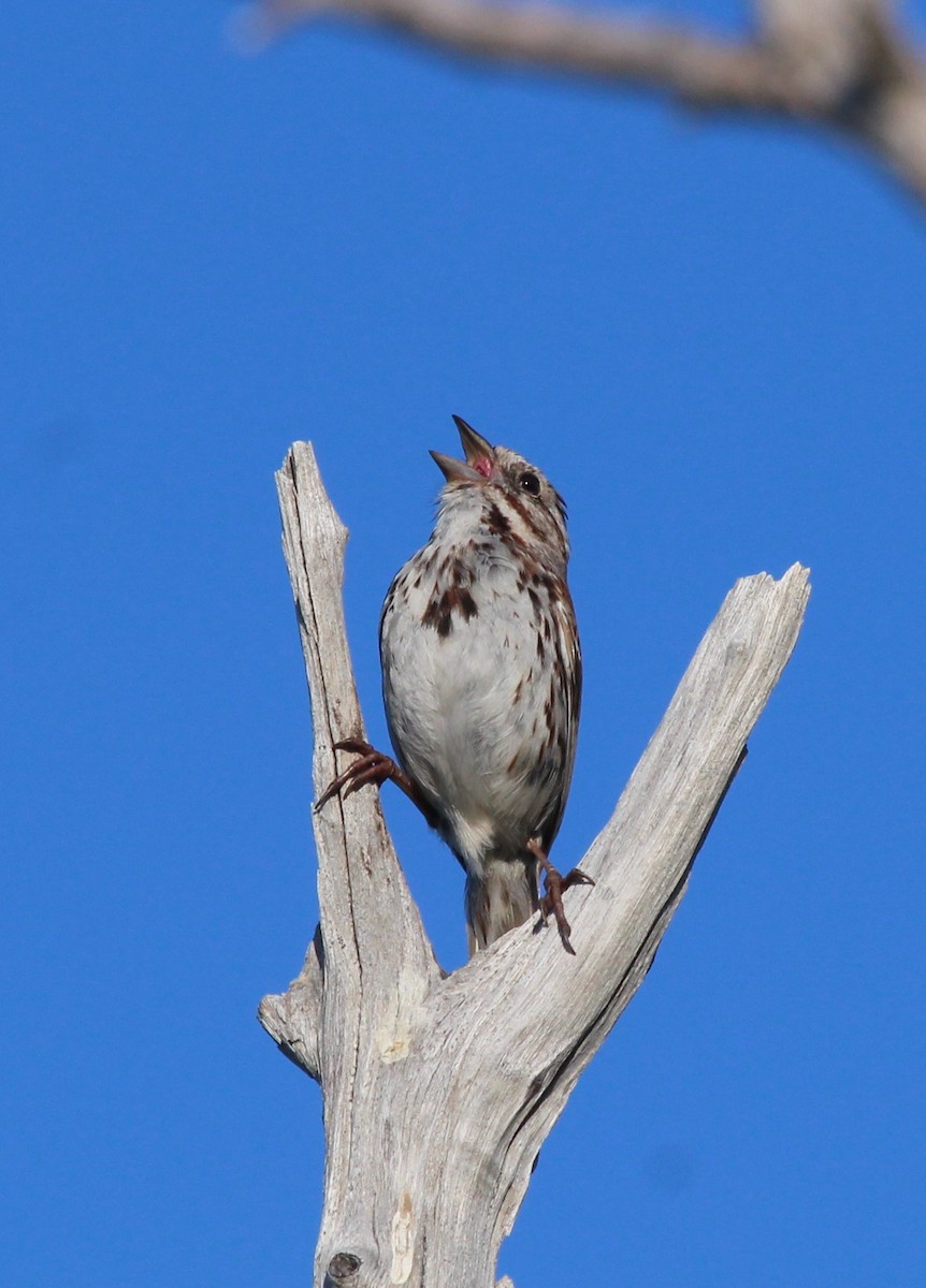 Song Sparrow - ML347828881