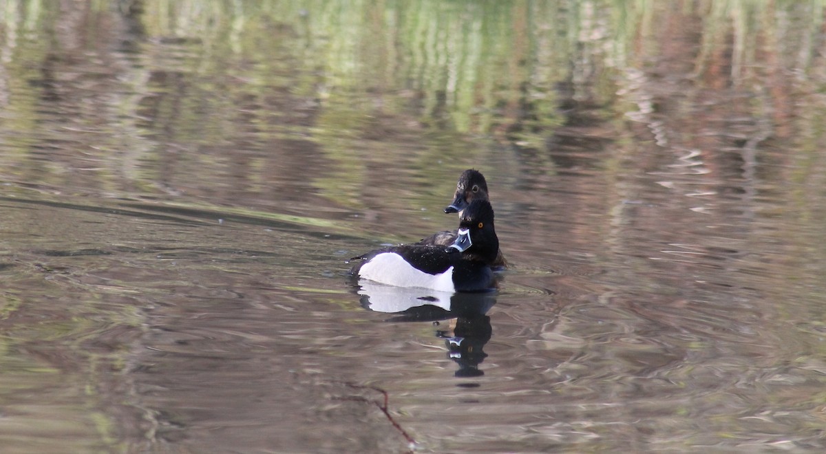 Ring-necked Duck - R Painter