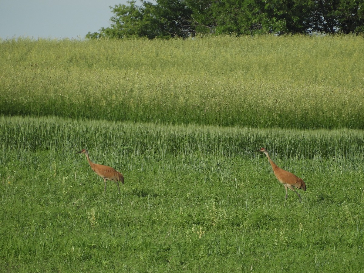 Sandhill Crane - ML347828931