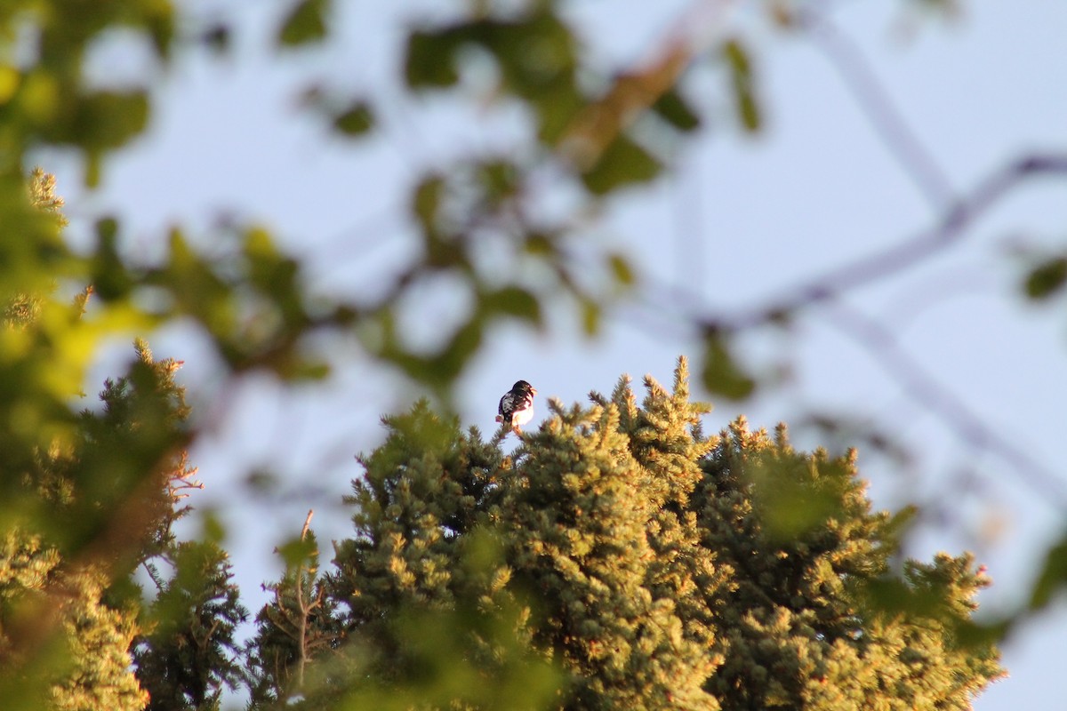 Rose-breasted Grosbeak - R Painter