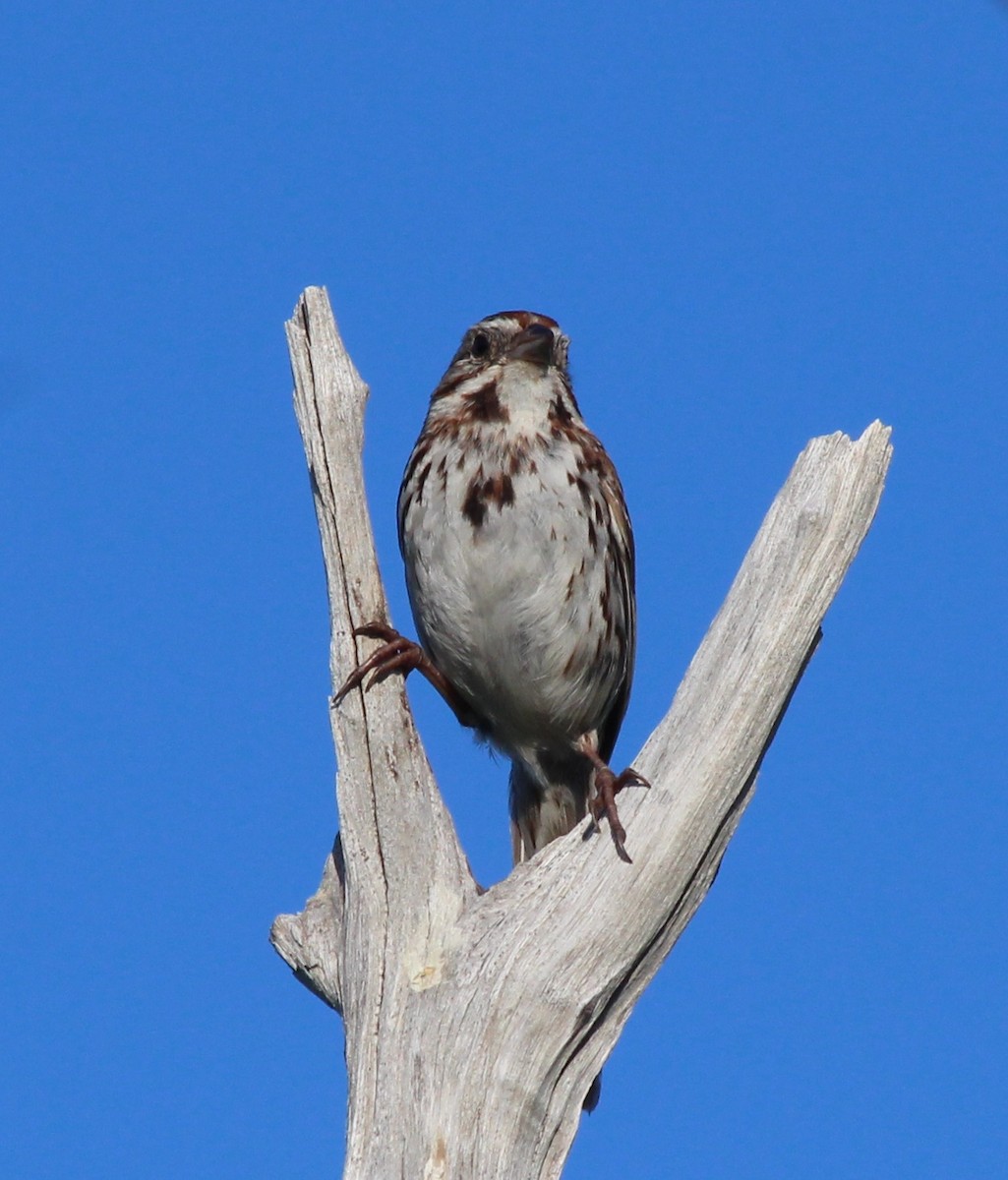 Song Sparrow - ML347829271
