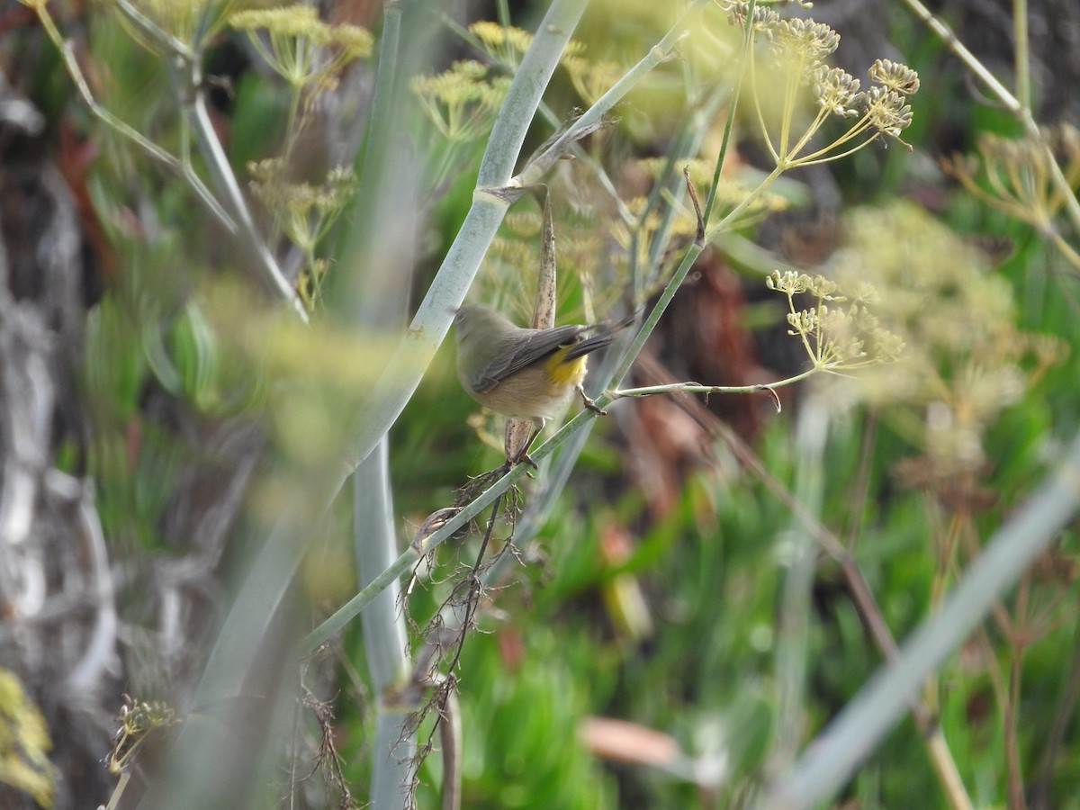 Virginia's Warbler - ML34782971