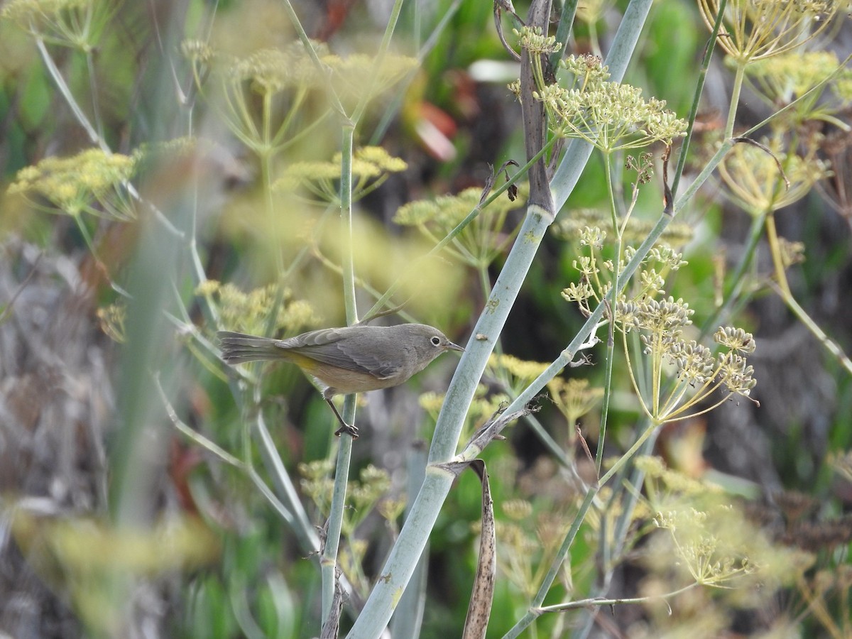 Virginia's Warbler - ML34782981