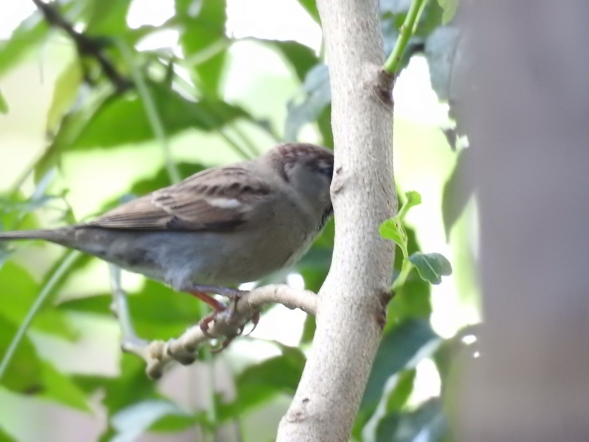 Moineau domestique - ML347829861