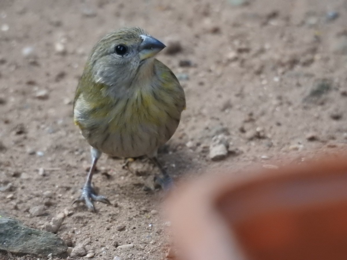 Saffron Finch - ML347830041