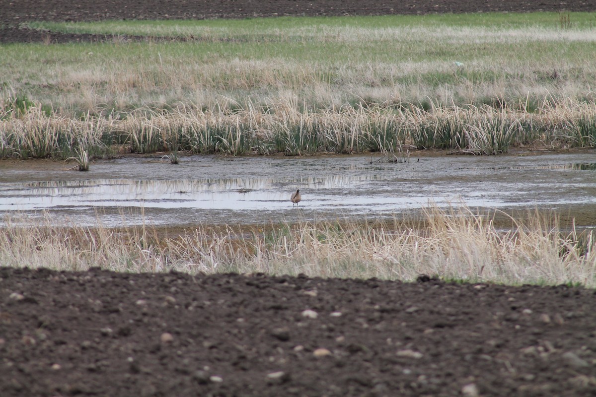 Marbled Godwit - R Painter