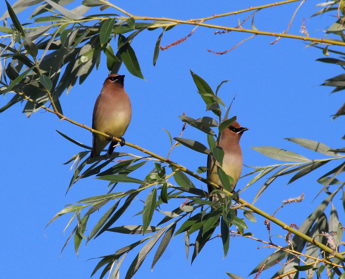 Cedar Waxwing - ML347830181