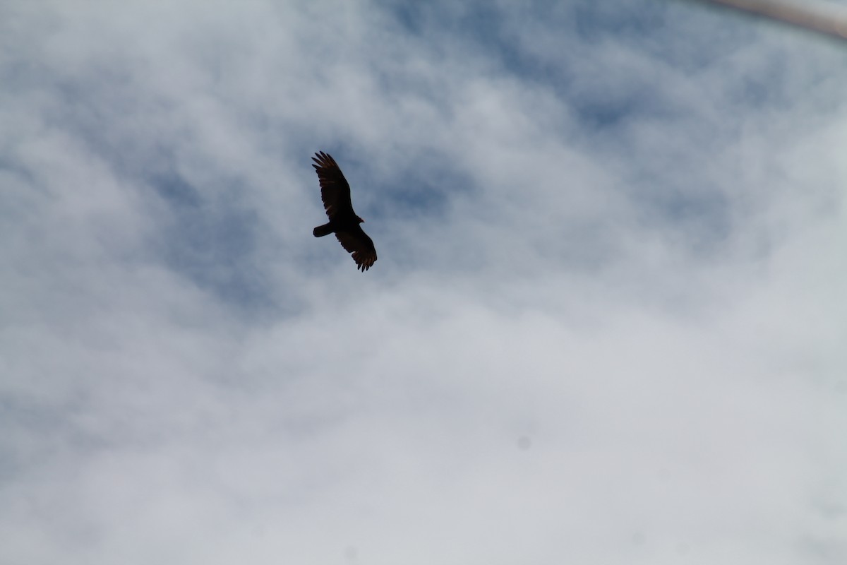 Turkey Vulture - ML347830291