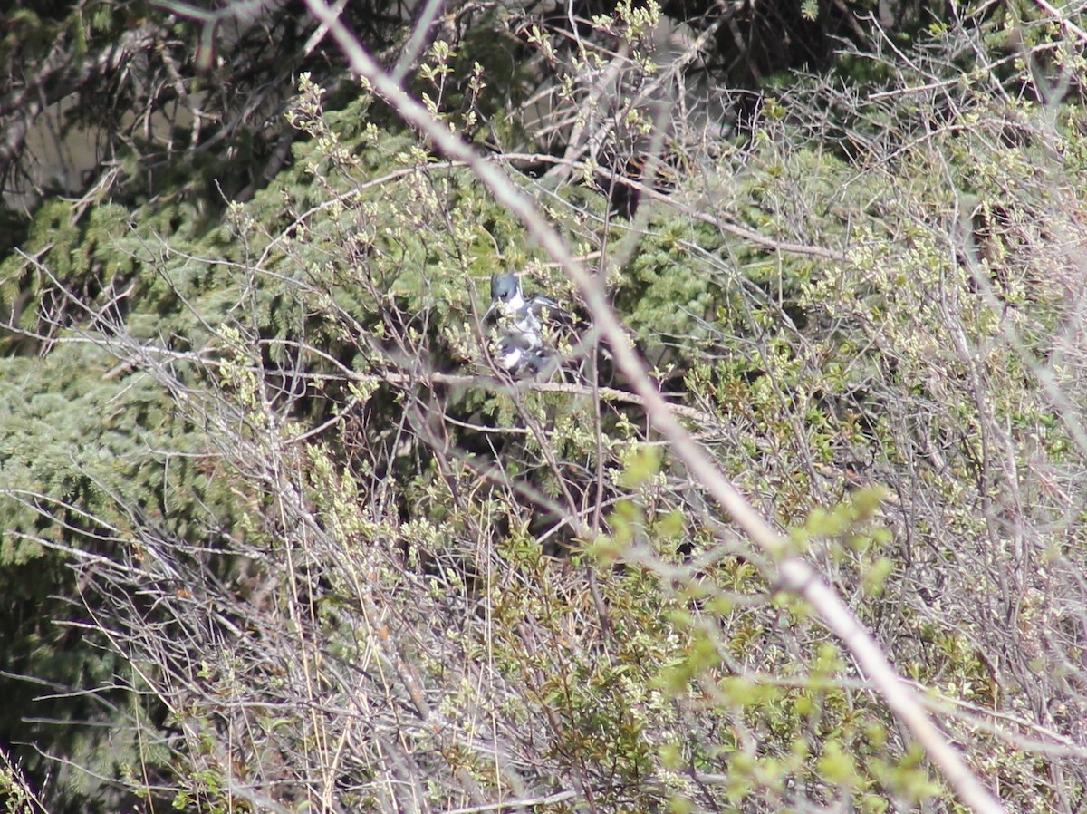 Belted Kingfisher - R Painter