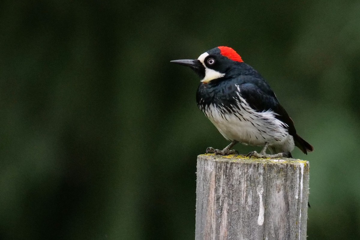 Acorn Woodpecker - ML347831471