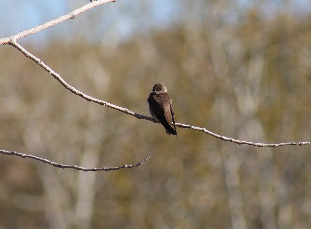 Hirondelle à ailes hérissées - ML347832051