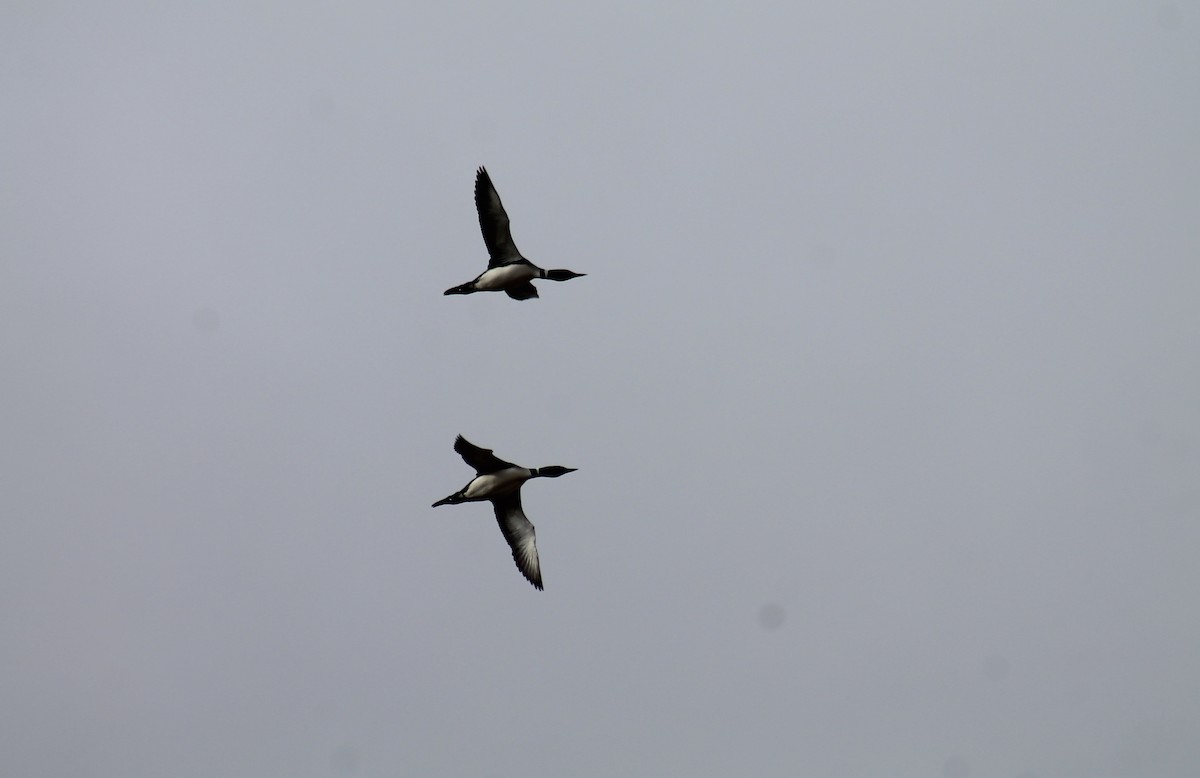 Common Loon - ML347832751