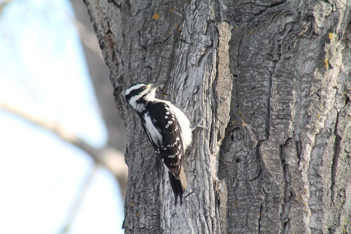 Hairy Woodpecker - R Painter