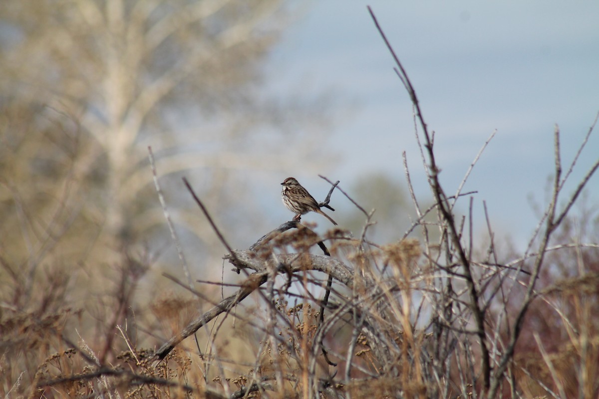 Song Sparrow - R Painter