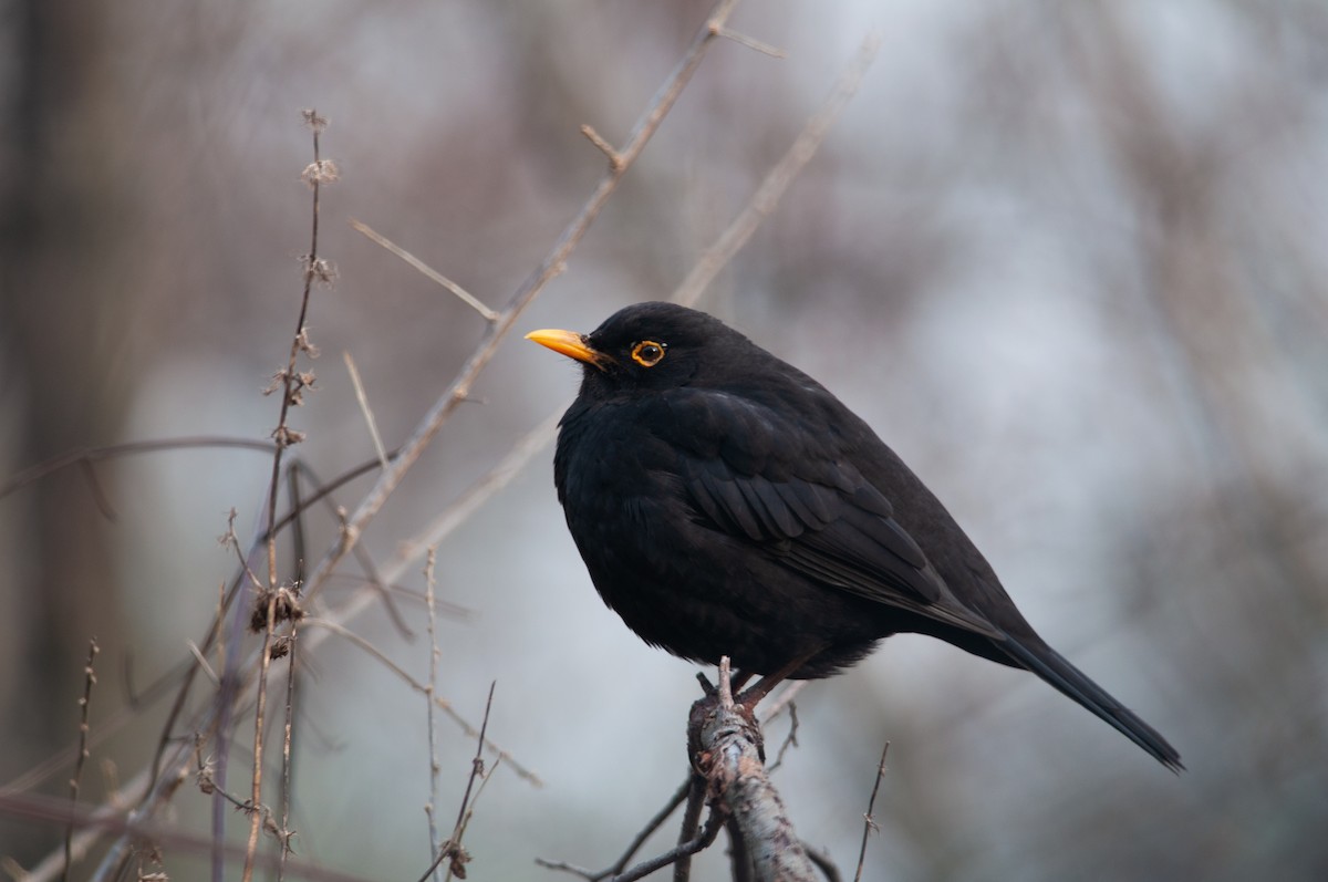 Eurasian Blackbird - ML347833261