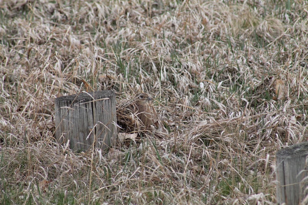 Ring-necked Pheasant - ML347834221