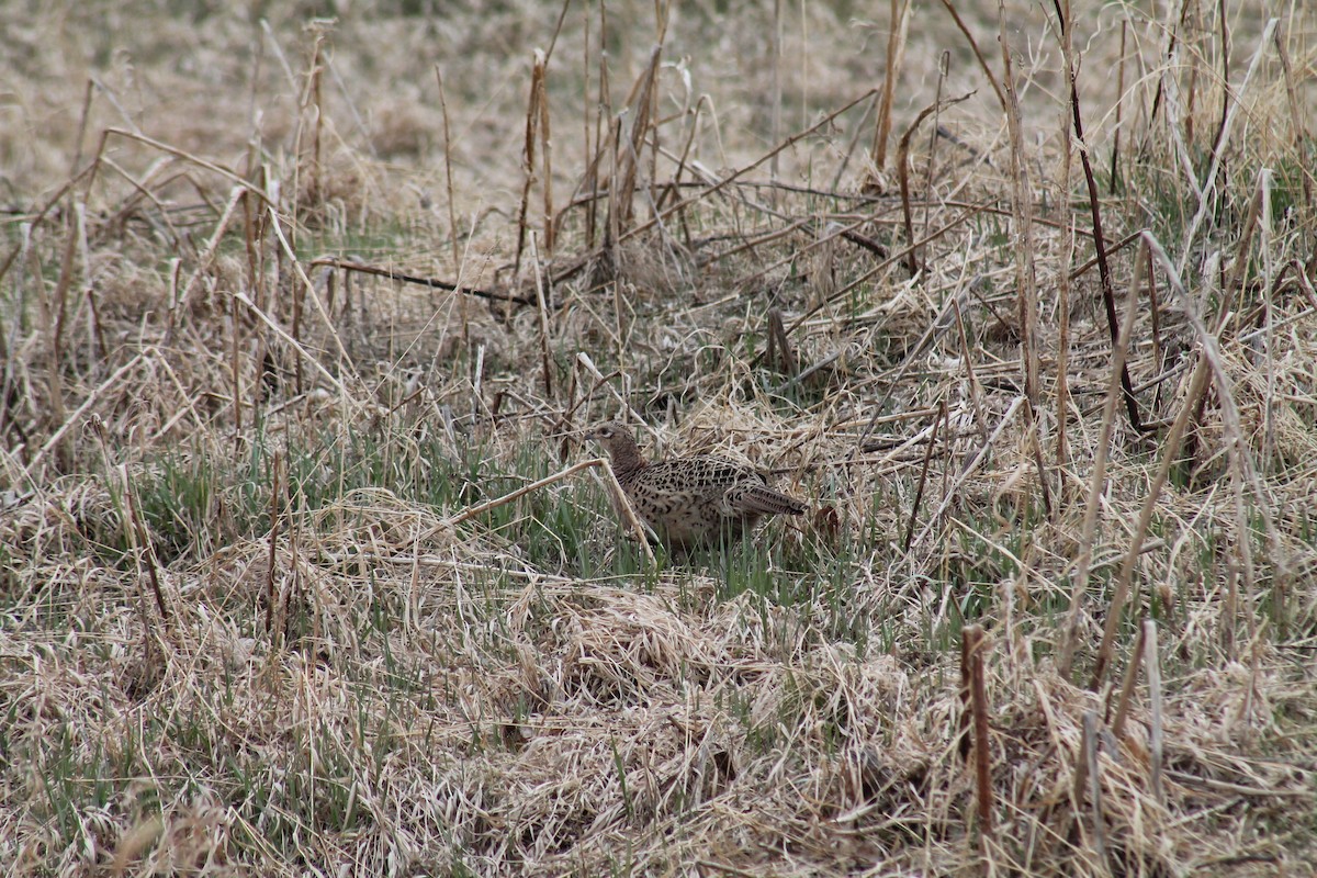 Ring-necked Pheasant - ML347834241