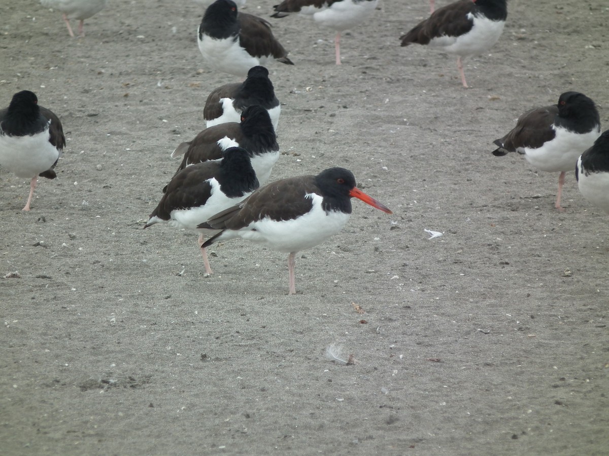 American Oystercatcher - Humedal Cartagena