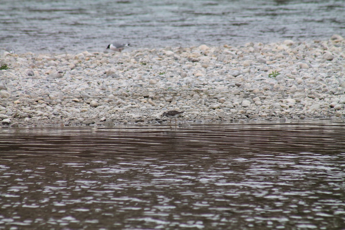 Lesser Yellowlegs - ML347834491