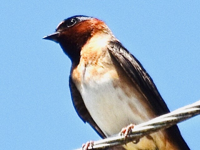 Cliff Swallow - ML347835091