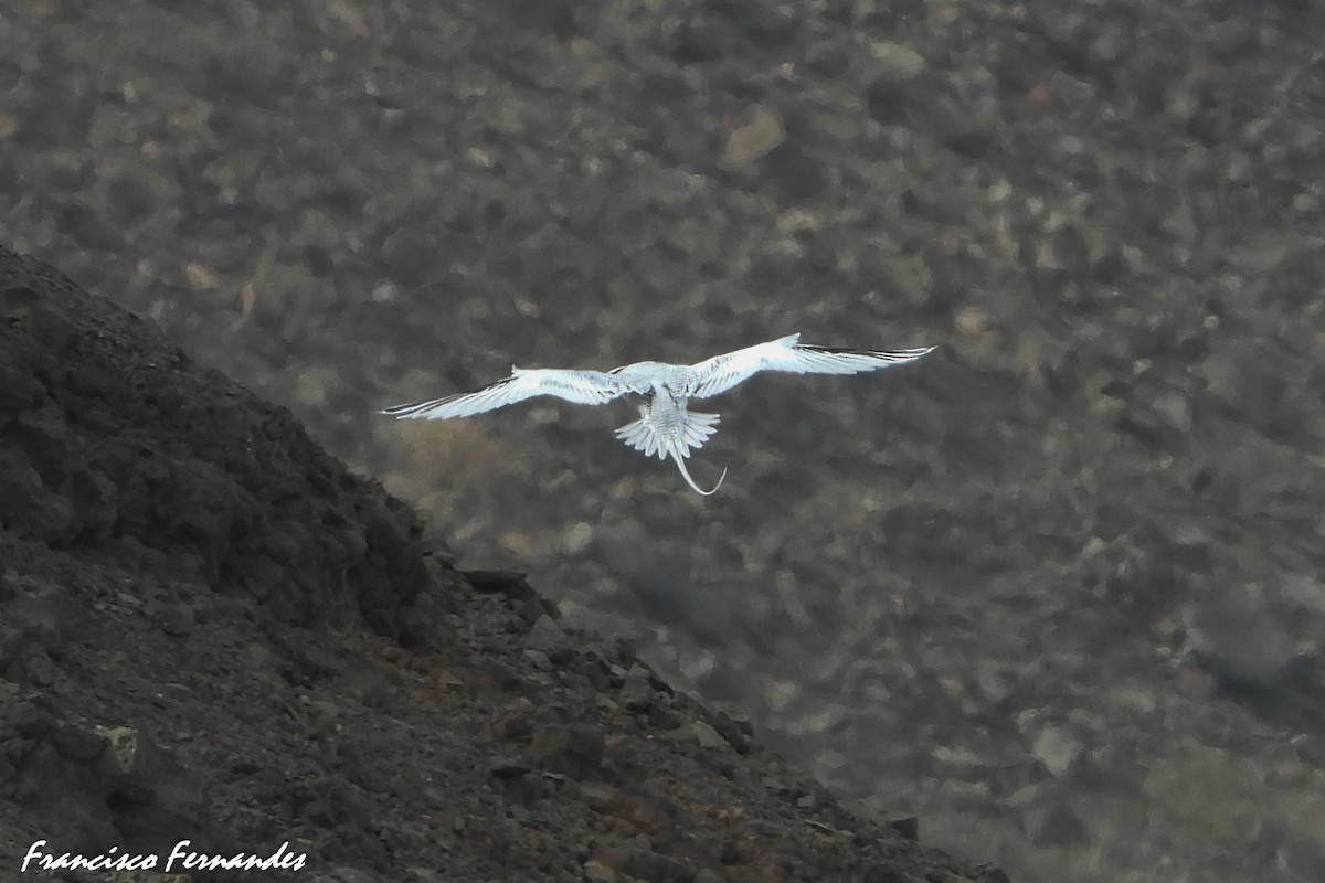 Red-billed Tropicbird - ML347835141