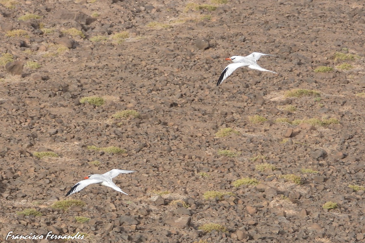 Red-billed Tropicbird - ML347835161
